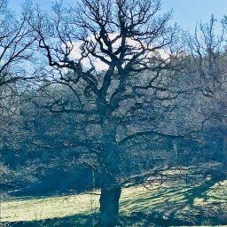 Time For Dancing With Myself, Pan Dancing With His Sweet Self, Trees Dancing In The Streets And The Great Sacrifice To Keep The World Turning And Spinning And Leaping.